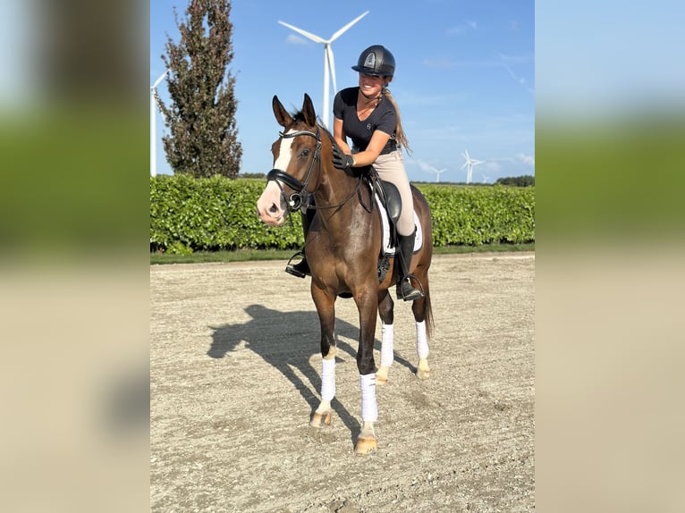 KWPN Merrie 3 Jaar 164 cm Donkerbruin in Zeewolde