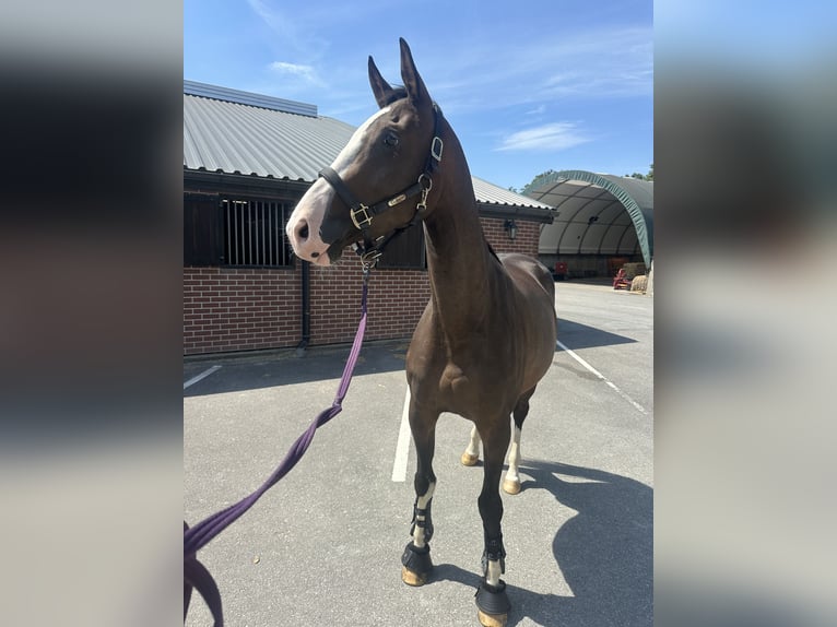 KWPN Merrie 3 Jaar 164 cm Donkerbruin in Zeewolde