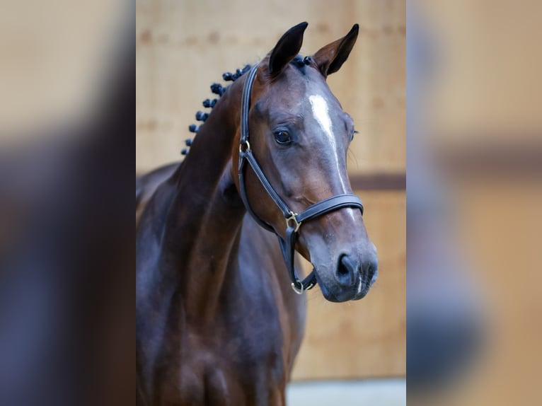 KWPN Merrie 3 Jaar 164 cm Donkerbruin in Kinrooi