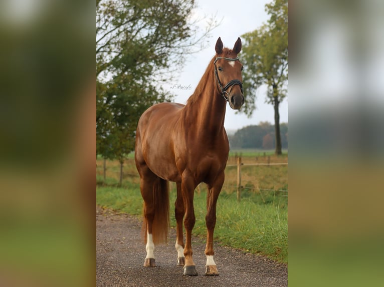 KWPN Merrie 3 Jaar 164 cm Vos in Zegge