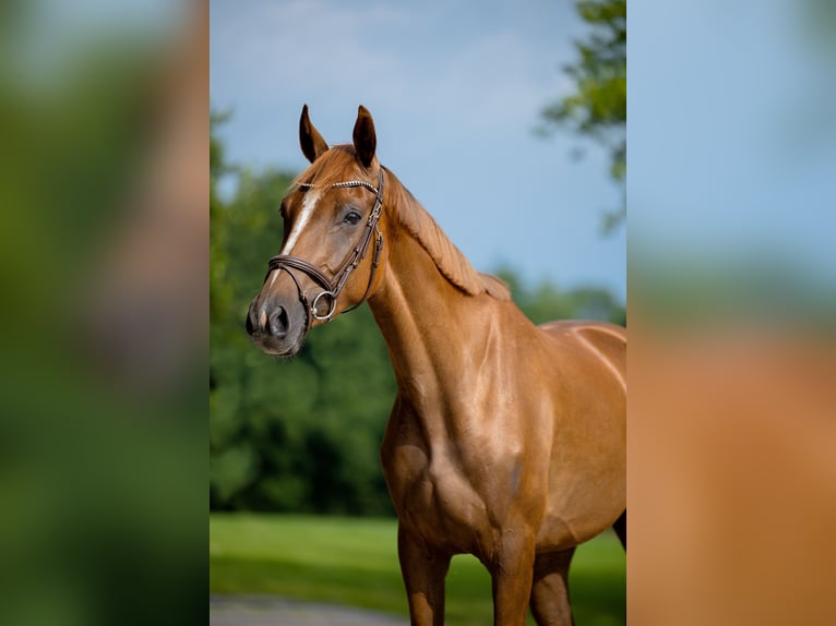 KWPN Merrie 3 Jaar 164 cm Vos in Groningen