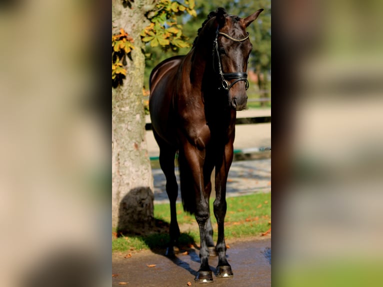 KWPN Merrie 3 Jaar 164 cm Zwart in Xanten