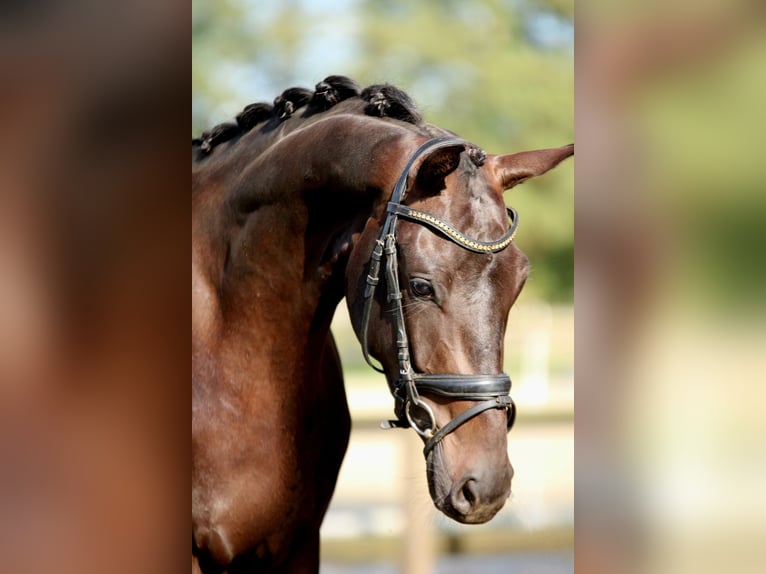 KWPN Merrie 3 Jaar 164 cm Zwart in Xanten