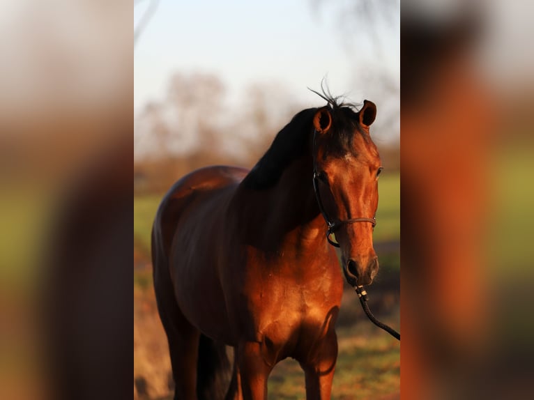 KWPN Merrie 3 Jaar 165 cm Bruin in Harreveld