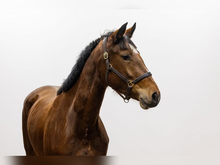 KWPN Merrie 3 Jaar 165 cm Bruin in Waddinxveen