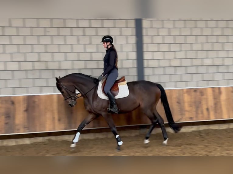 KWPN Merrie 3 Jaar 165 cm Donkerbruin in Kleve