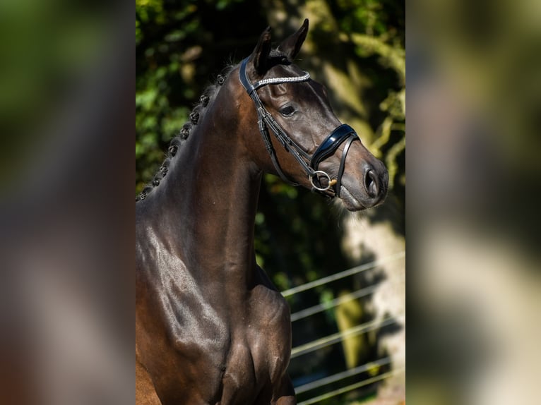 KWPN Merrie 3 Jaar 165 cm Donkerbruin in Loon op Zand