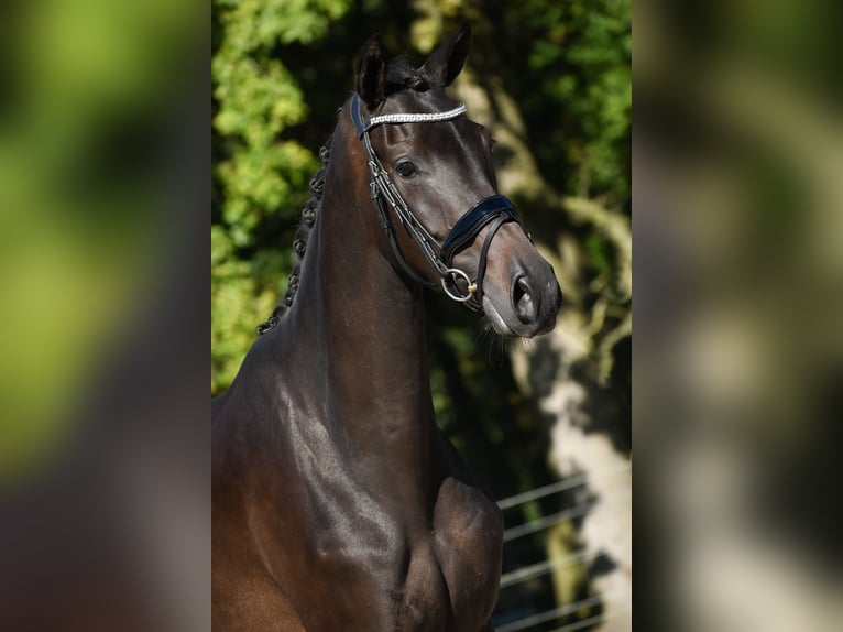 KWPN Merrie 3 Jaar 165 cm Donkerbruin in Loon op Zand