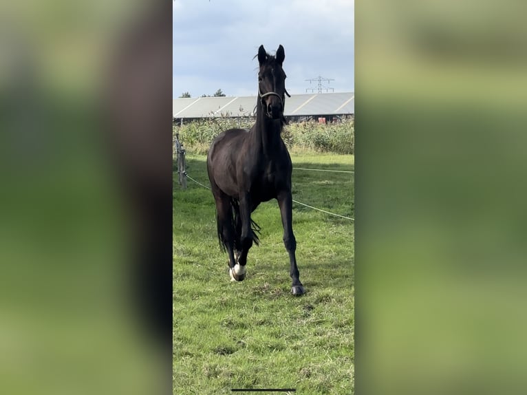 KWPN Merrie 3 Jaar 165 cm Donkerbruin in Zwartewaal