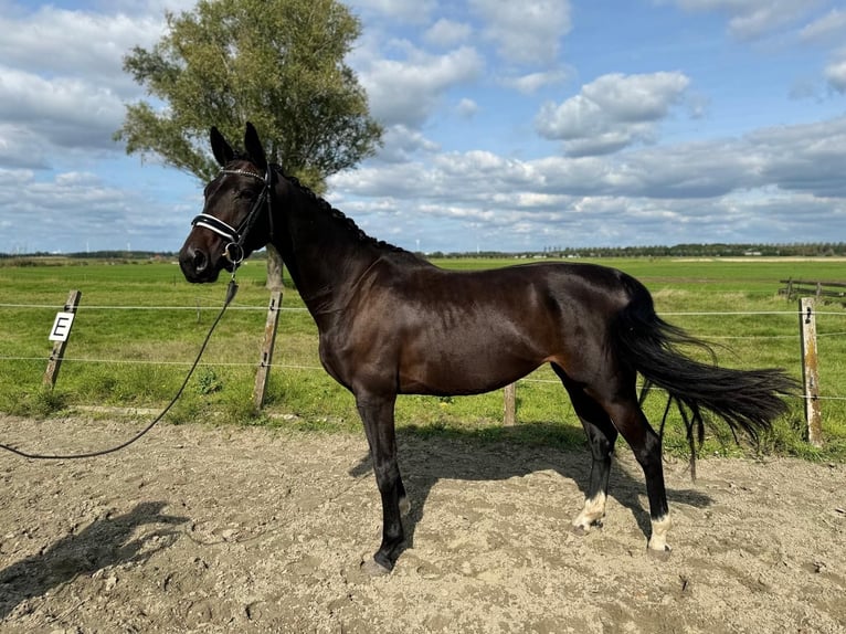 KWPN Merrie 3 Jaar 165 cm Donkerbruin in Zwartewaal