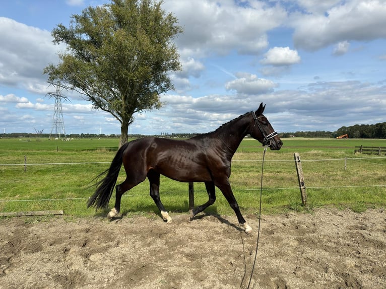 KWPN Merrie 3 Jaar 165 cm Donkerbruin in Zwartewaal