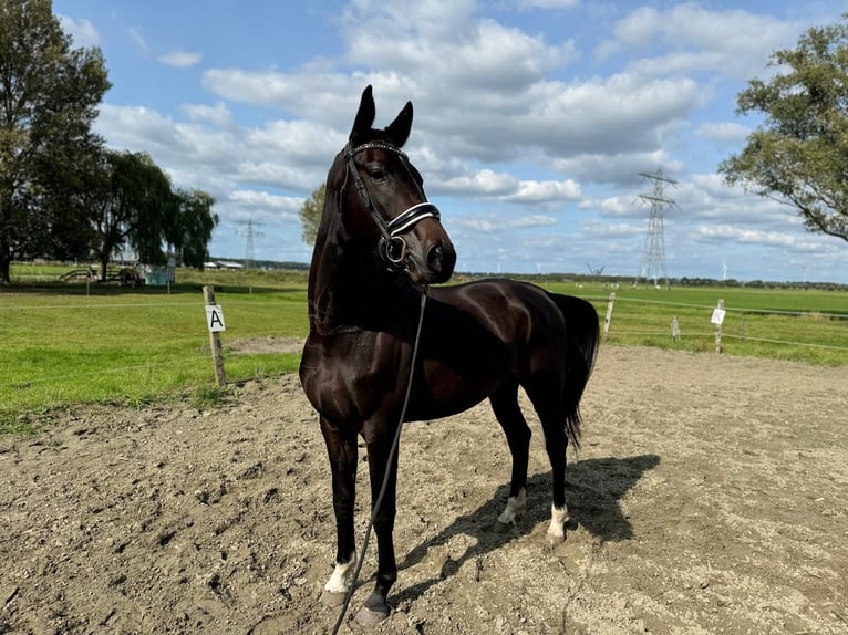 KWPN Merrie 3 Jaar 165 cm Donkerbruin in Zwartewaal