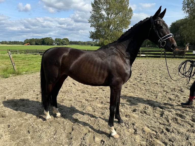 KWPN Merrie 3 Jaar 165 cm Donkerbruin in Zwartewaal