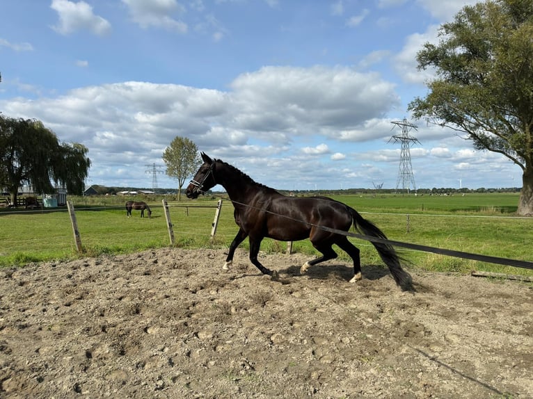 KWPN Merrie 3 Jaar 165 cm Donkerbruin in Zwartewaal