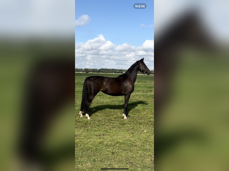 KWPN Merrie 3 Jaar 165 cm Donkerbruin in Zwartewaal