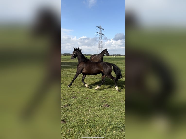 KWPN Merrie 3 Jaar 165 cm Donkerbruin in Zwartewaal