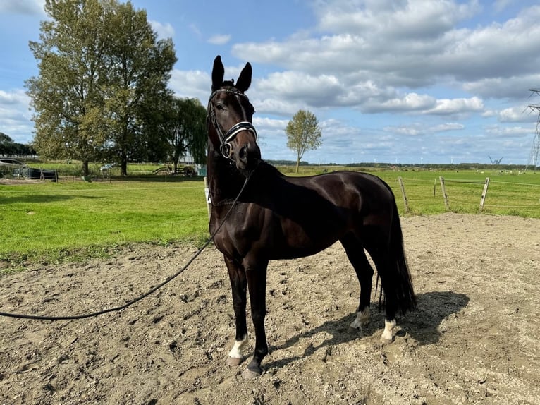 KWPN Merrie 3 Jaar 165 cm Donkerbruin in Zwartewaal