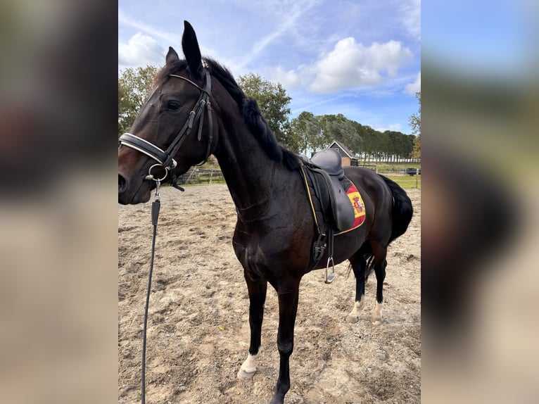 KWPN Merrie 3 Jaar 165 cm Donkerbruin in Zwartewaal