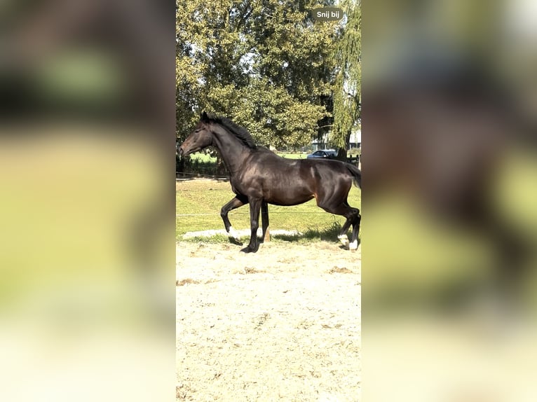 KWPN Merrie 3 Jaar 165 cm Donkerbruin in Zwartewaal