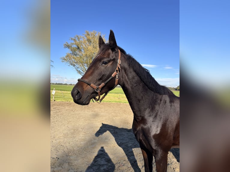 KWPN Merrie 3 Jaar 165 cm Donkerbruin in Zwartewaal