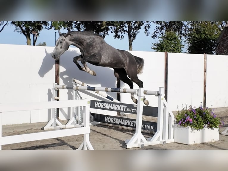 KWPN Merrie 3 Jaar 165 cm Schimmel in Waddinxveen