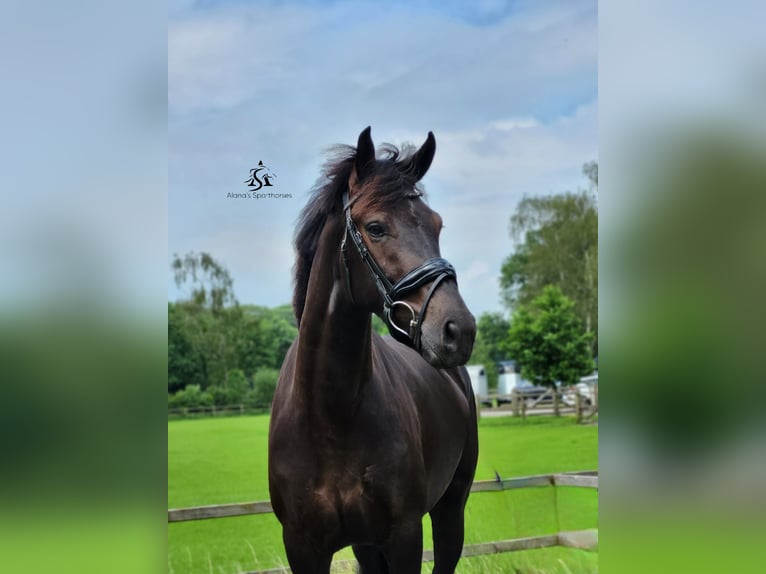 KWPN Merrie 3 Jaar 165 cm Zwart in Lochem