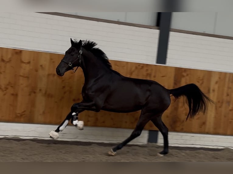 KWPN Merrie 3 Jaar 165 cm Zwart in Moergestel