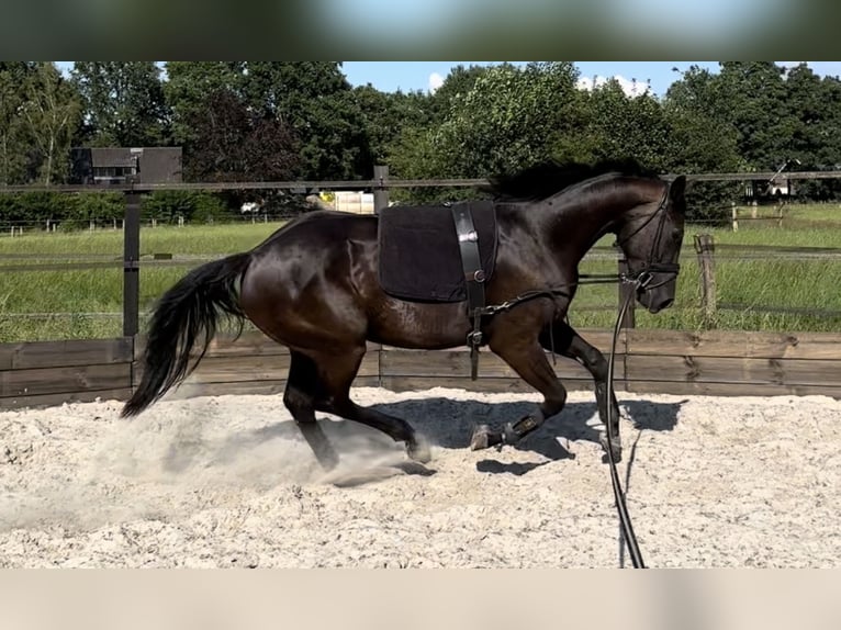 KWPN Merrie 3 Jaar 165 cm Zwart in Nordhorn