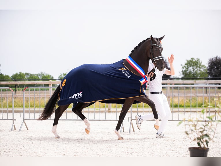 KWPN Merrie 3 Jaar 165 cm Zwart in Oosterhout