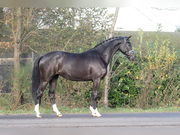 KWPN Merrie 3 Jaar 165 cm Zwart in Oosterhout