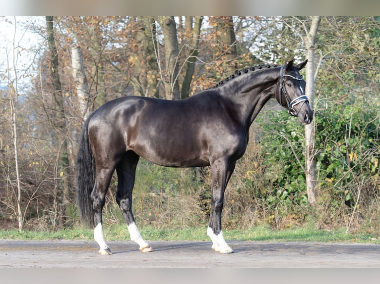 KWPN Merrie 3 Jaar 165 cm Zwart in Oosterhout