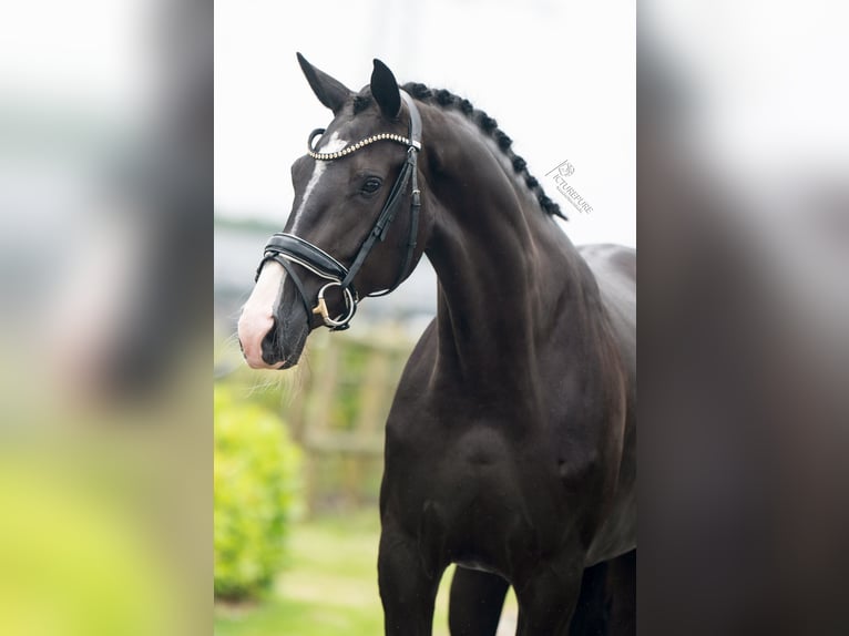 KWPN Merrie 3 Jaar 165 cm Zwart in Weert