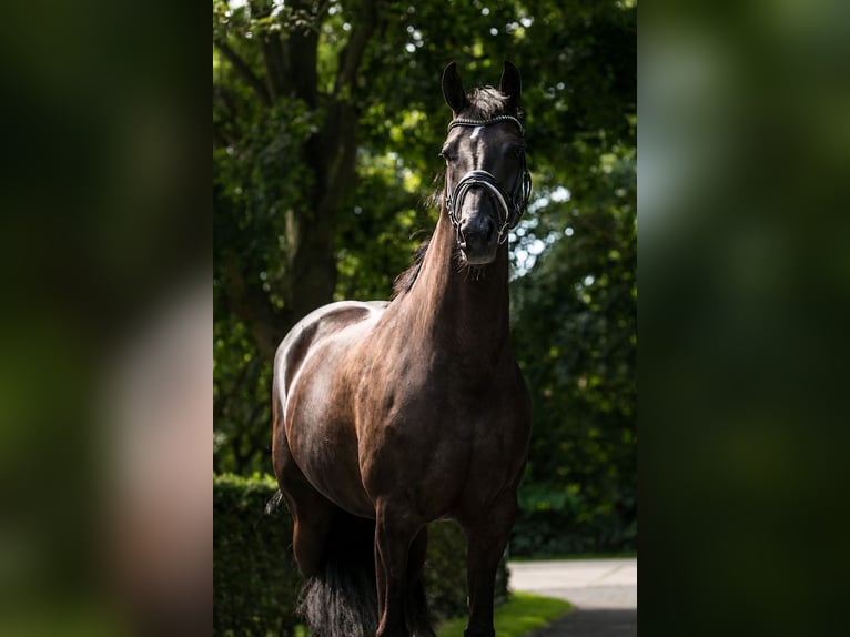 KWPN Merrie 3 Jaar 165 cm Zwartbruin in Bergen aan Zee