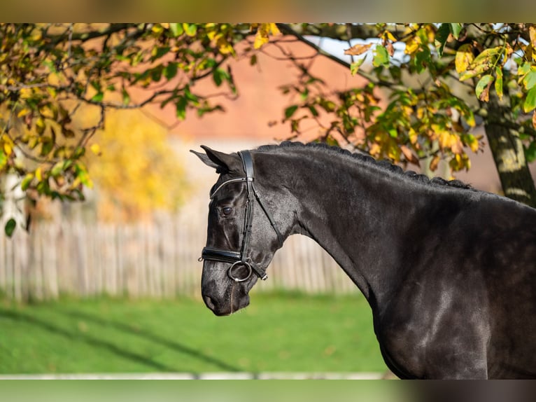 KWPN Merrie 3 Jaar 165 cm Zwartbruin in GROTE-BROGEL