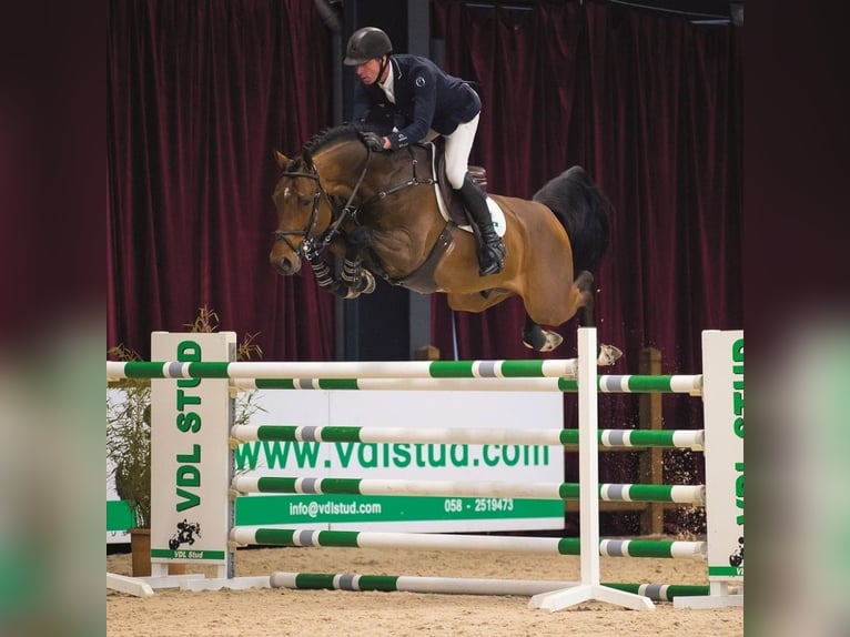KWPN Merrie 3 Jaar 166 cm Bruin in Jerez De La Fronteraadiz