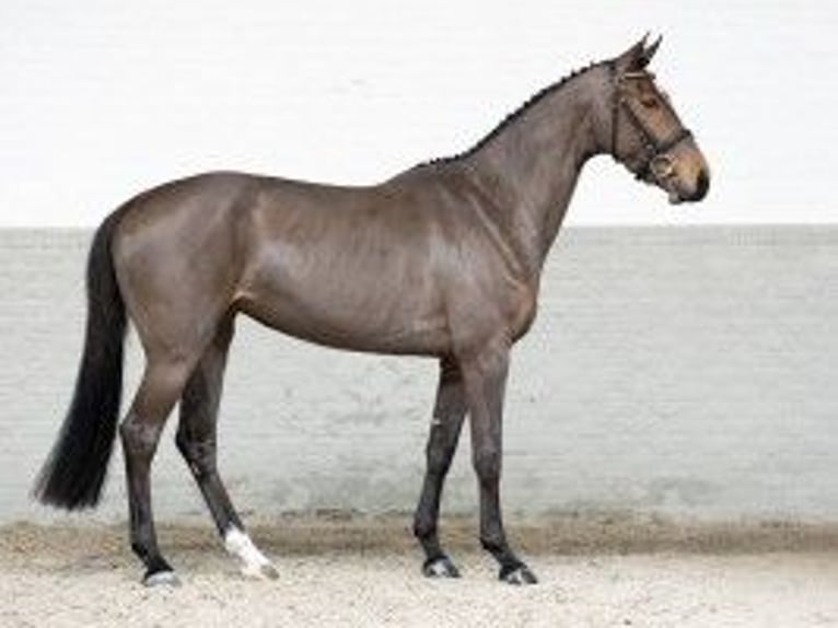 KWPN Merrie 3 Jaar 166 cm Bruin in Heerde