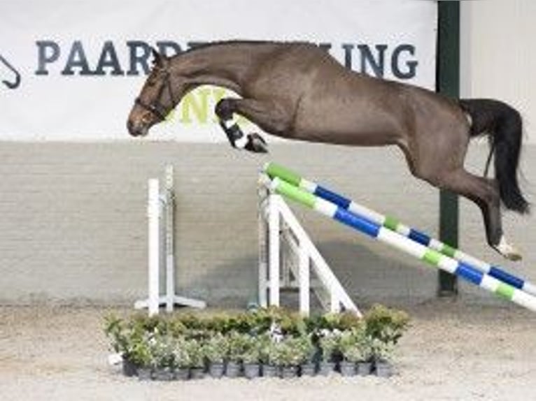 KWPN Merrie 3 Jaar 166 cm Bruin in Heerde