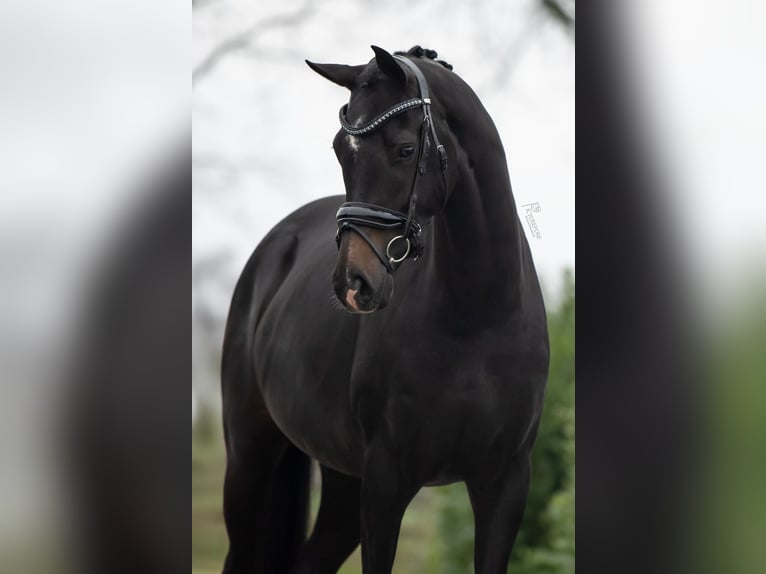 KWPN Merrie 3 Jaar 166 cm Donkerbruin in Weert