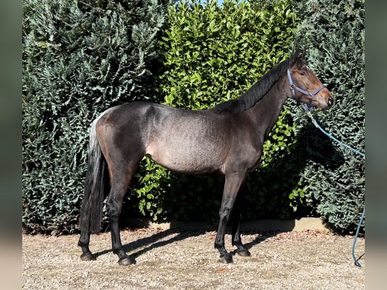 KWPN Merrie 3 Jaar 166 cm in Oud Gastel