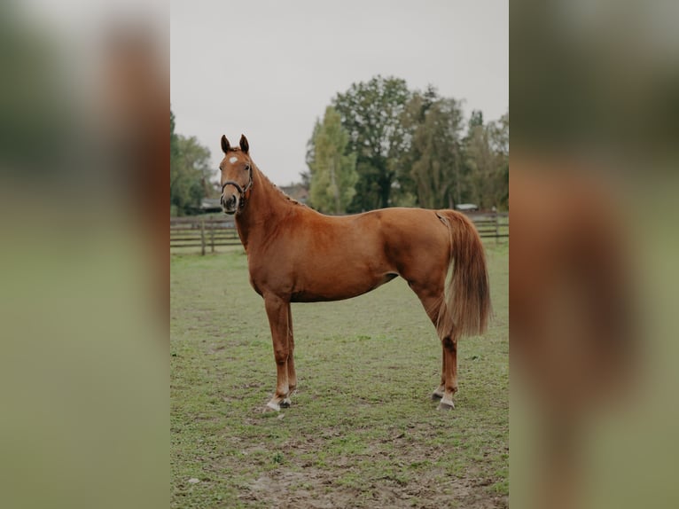 KWPN Merrie 3 Jaar 166 cm Vos in Nijlen
