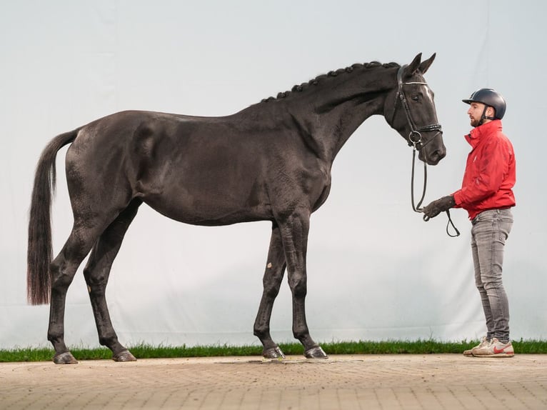 KWPN Merrie 3 Jaar 166 cm Zwart in Münster