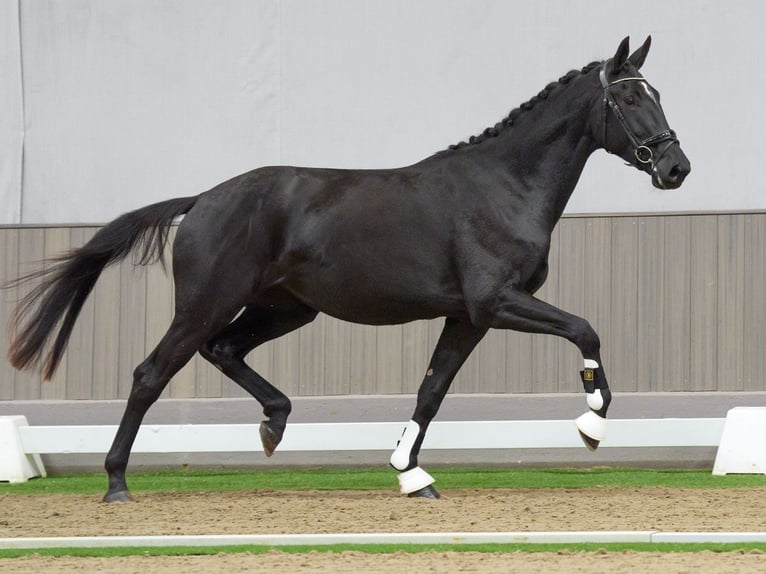 KWPN Merrie 3 Jaar 166 cm Zwart in Münster