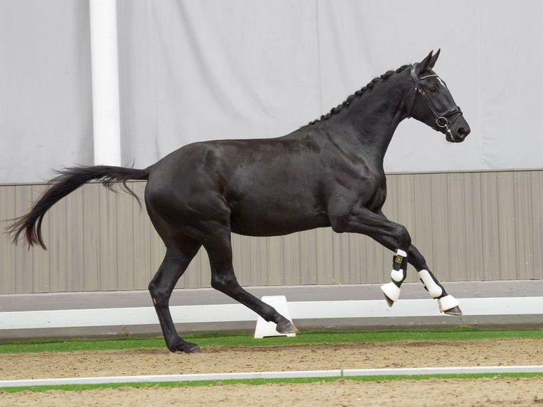 KWPN Merrie 3 Jaar 166 cm Zwart in Münster