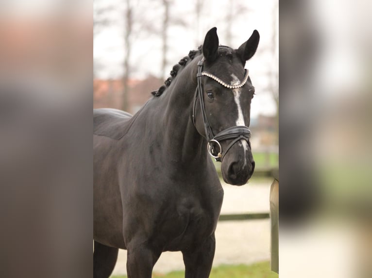 KWPN Merrie 3 Jaar 166 cm Zwart in Xanten