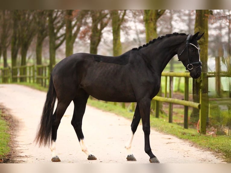 KWPN Merrie 3 Jaar 166 cm Zwart in Xanten