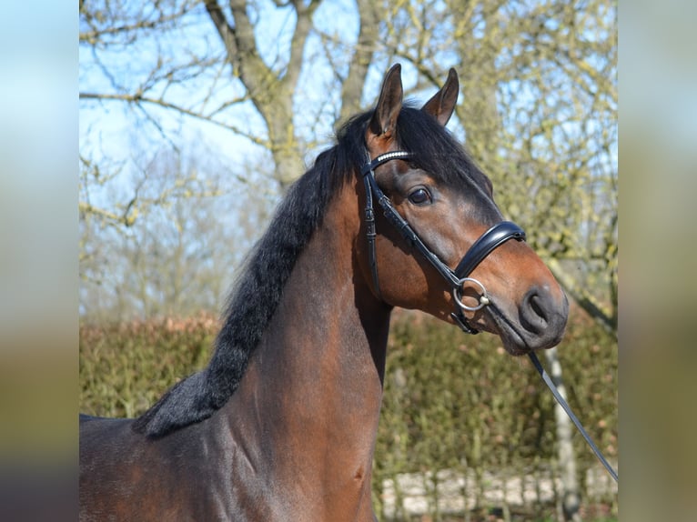 KWPN Merrie 3 Jaar 167 cm Bruin in Diever