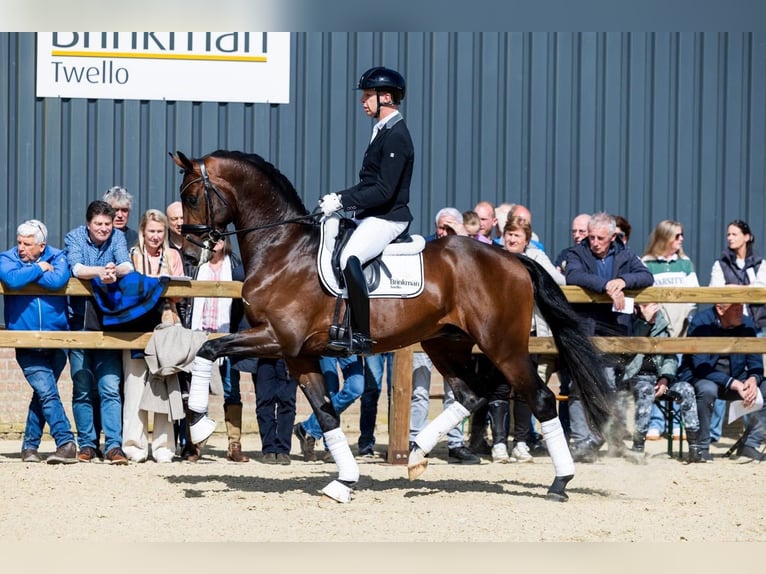 KWPN Merrie 3 Jaar 167 cm Bruin in Zieuwent