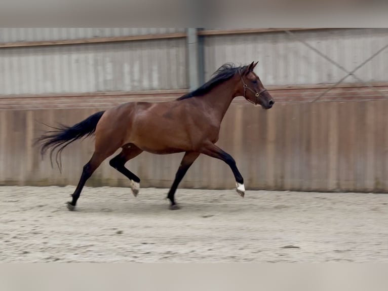 KWPN Merrie 3 Jaar 167 cm Bruin in Zieuwent