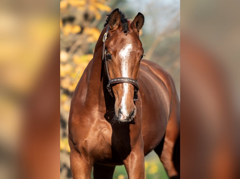 KWPN Merrie 3 Jaar 167 cm Bruin in Peer