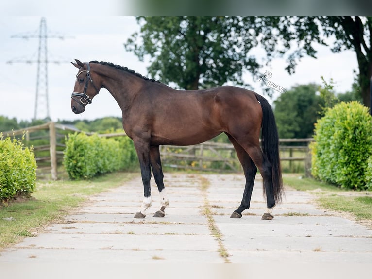 KWPN Merrie 3 Jaar 167 cm Bruin in Weert